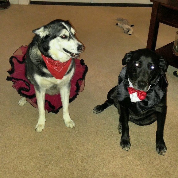 Meet your Posher, Paw - Picture 1 of 1